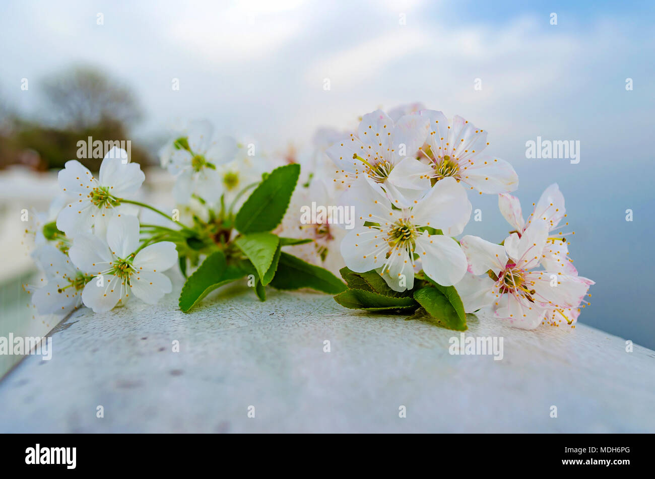 Cherry blossom at the sea shore against the sunset Stock Photo - Alamy