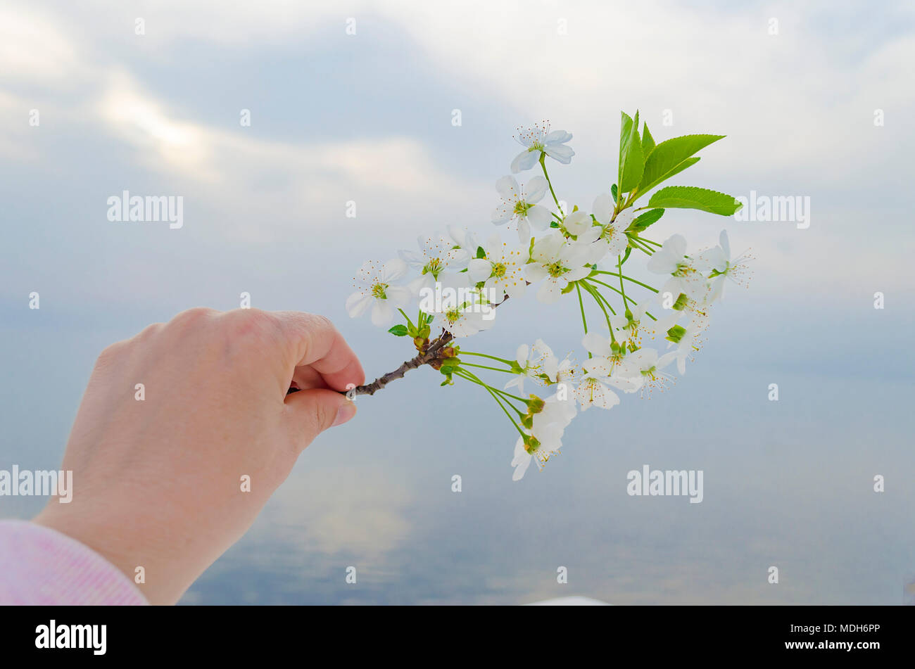 Blossom by the sea hi-res stock photography and images - Alamy