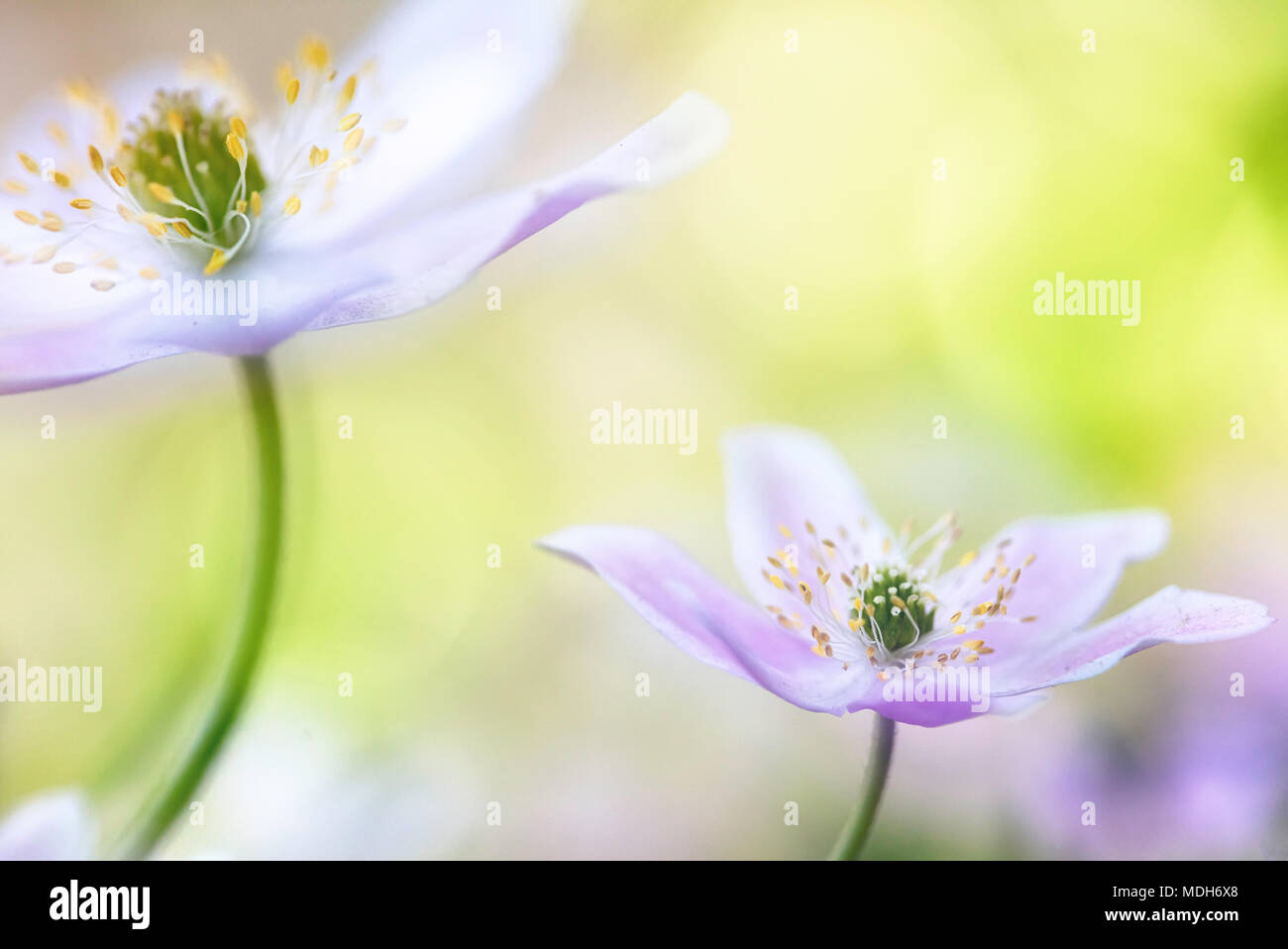 Wood anemone fantasy. Spring wild flower background. Stock Photo