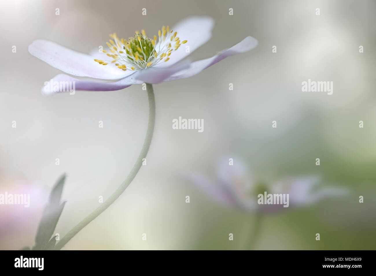 Wood anemone fantasy. Spring wild flower background. Early white pink wildflower Anemone nemerosa. Two blooming flowers, nice soft bokeh Stock Photo