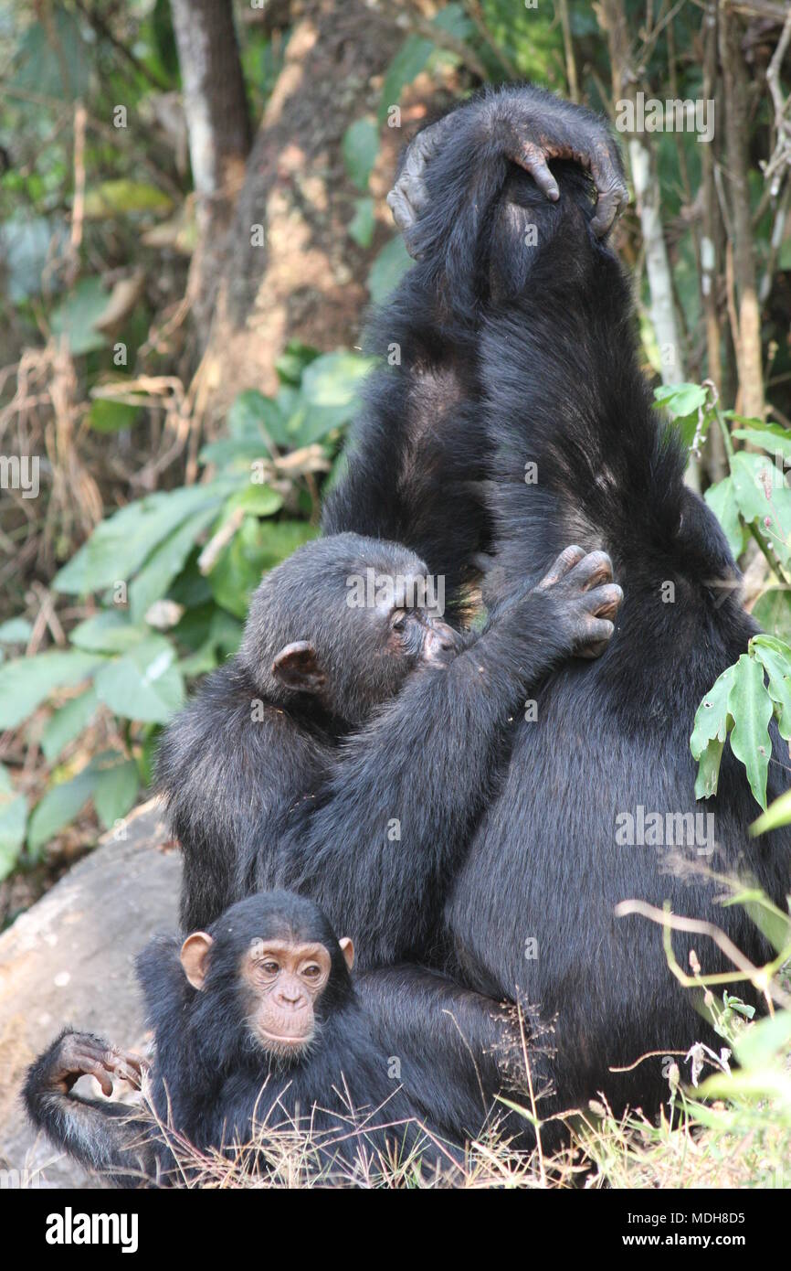Common  Chimpanzees grooming in a group, arms raised, armpits inspected Stock Photo