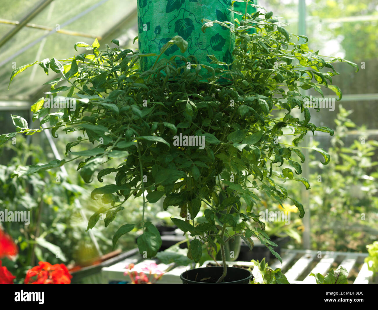 Hanging Upside Down Tomatoes Growing In Greenhouse Stock Photo Alamy