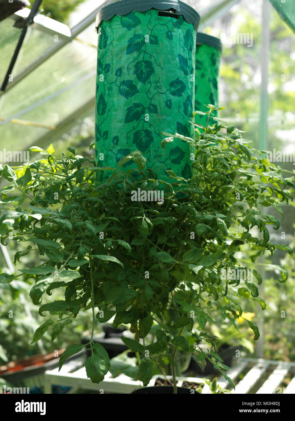 Hanging Upside Down Tomatoes Growing In Greenhouse Stock Photo Alamy