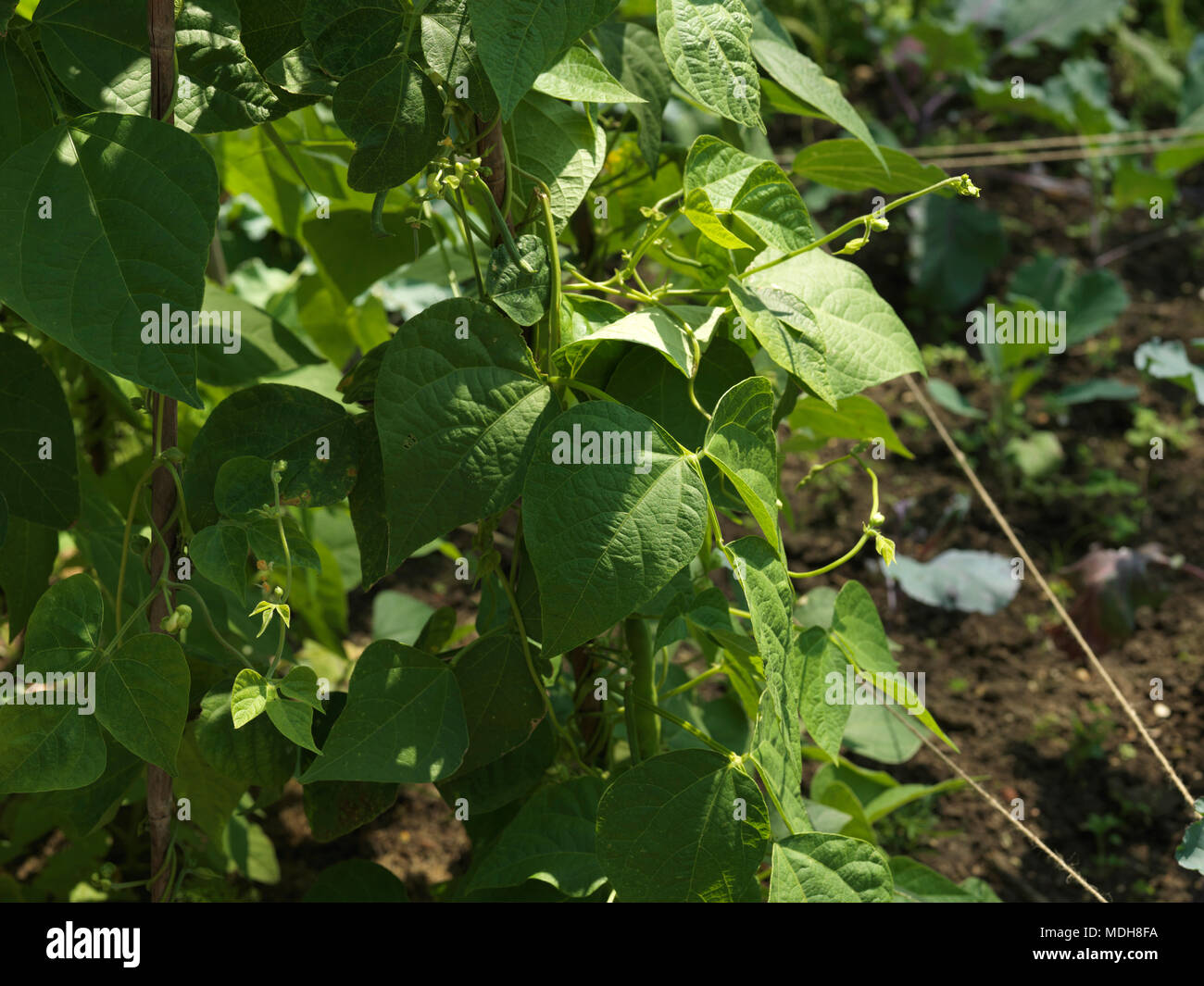 Runner Beans Growing Showing them Climbing up Canes Stock Photo Alamy