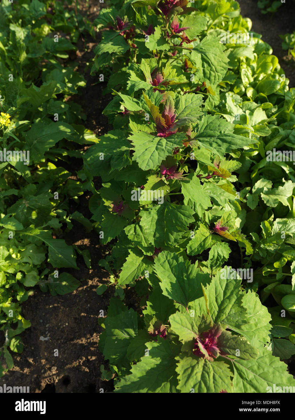 Spinach Tree Growing in raised bed Surrey England Stock Photo Alamy