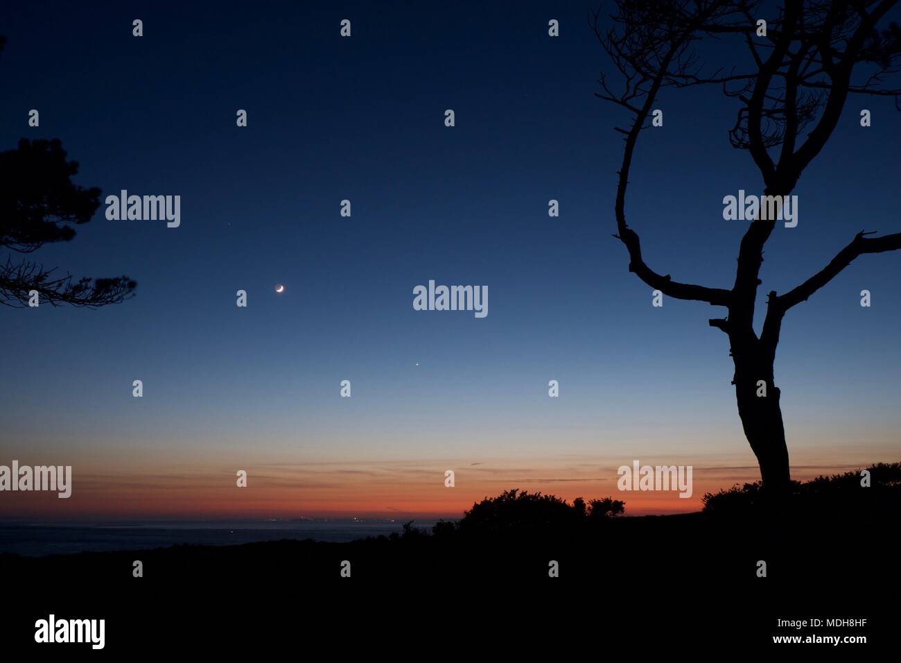 a crescent moon and the planet Venus in a night sky shortly after sunset with pine trees on the Isle of Wight,United Kingdom looking across the solent Stock Photo