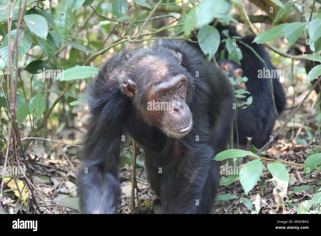 Common  Chimpanzees walking in a line through the forest Stock Photo