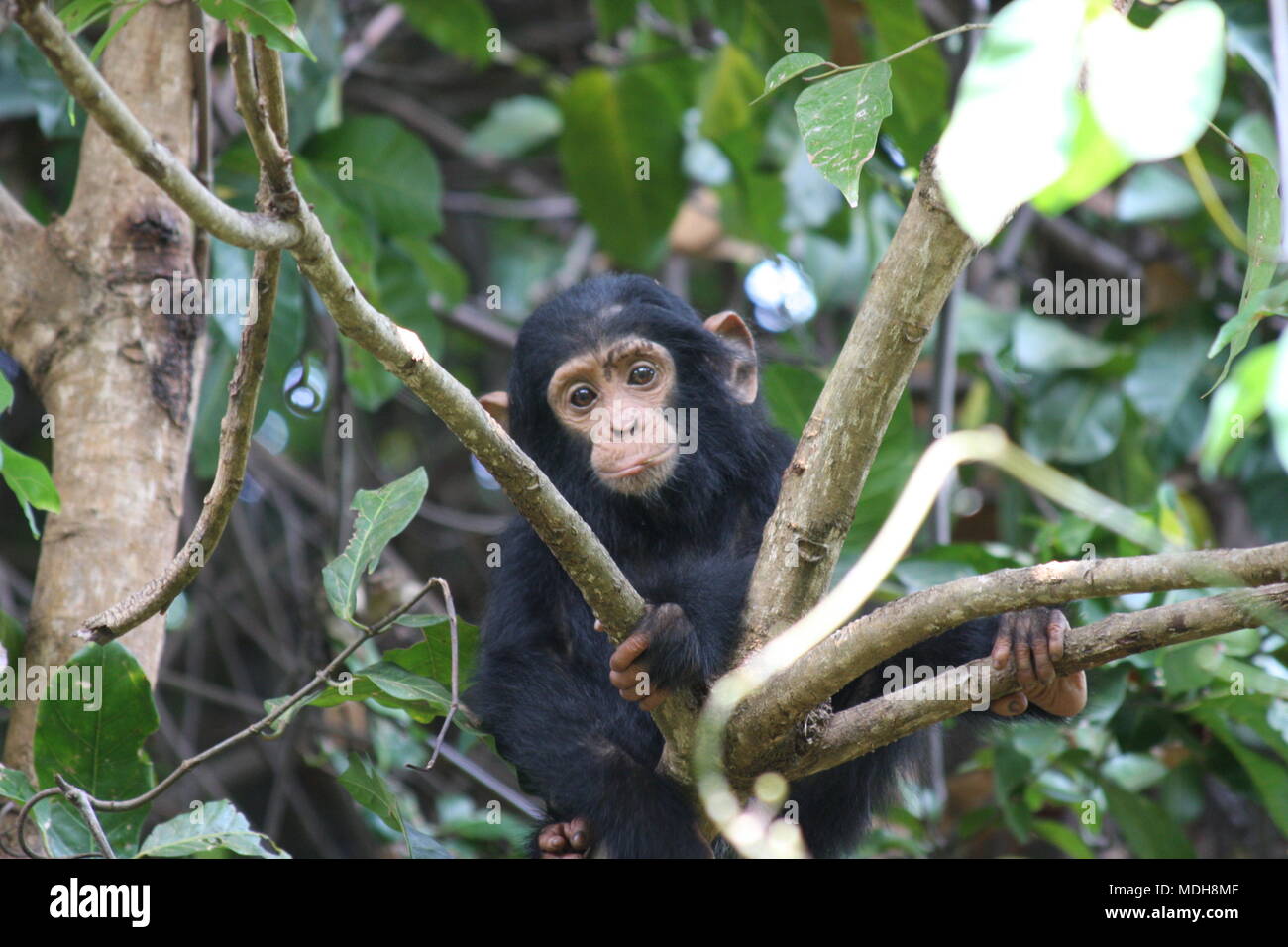 Common  Chimpanzee Toddler resting in a tree branch Stock Photo