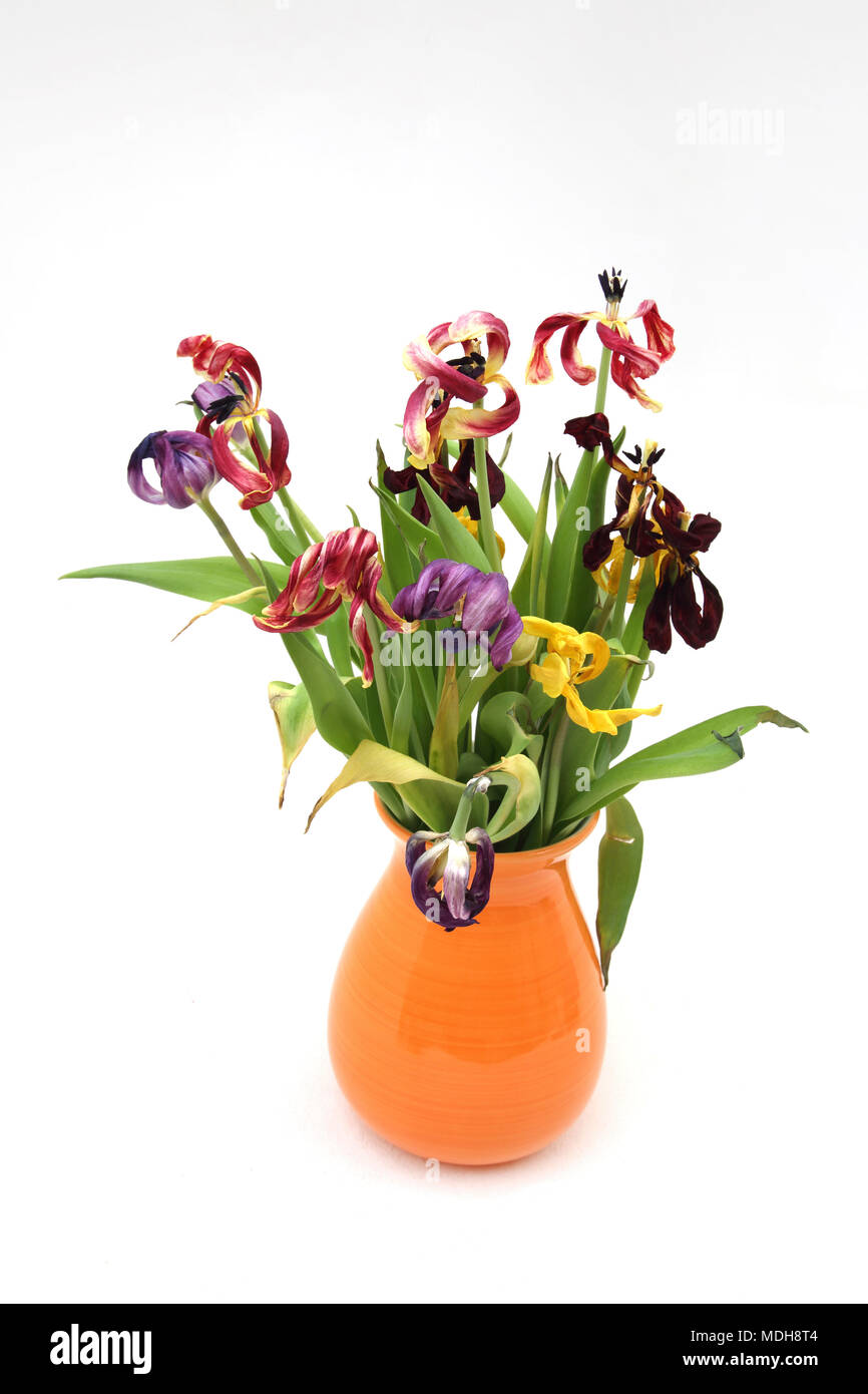 Dead Tulips in Orange Vase Stock Photo Alamy