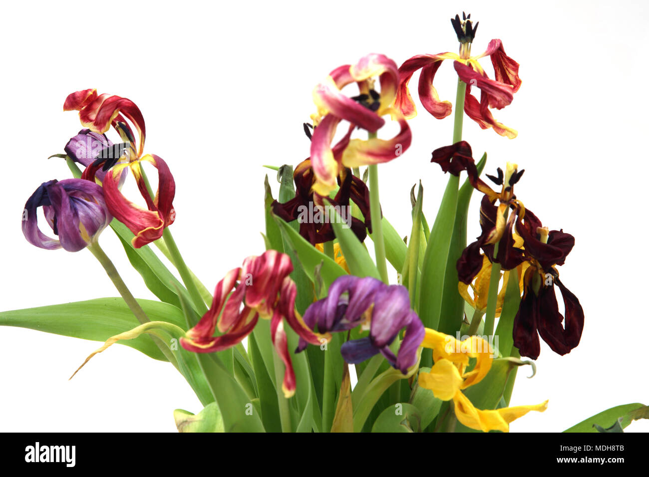 Dead tulips hires stock photography and images Alamy