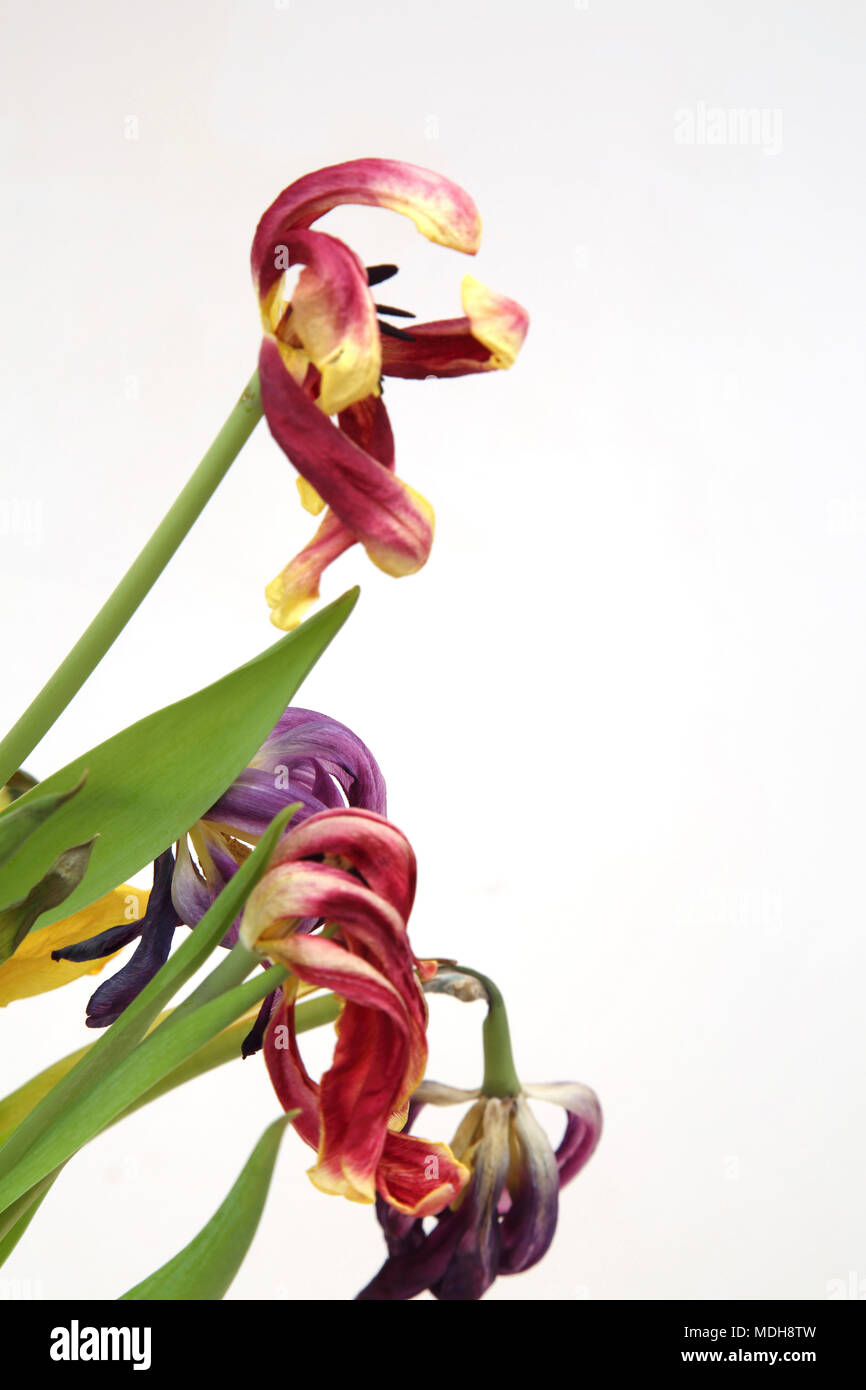 Dead tulips flower hires stock photography and images Alamy