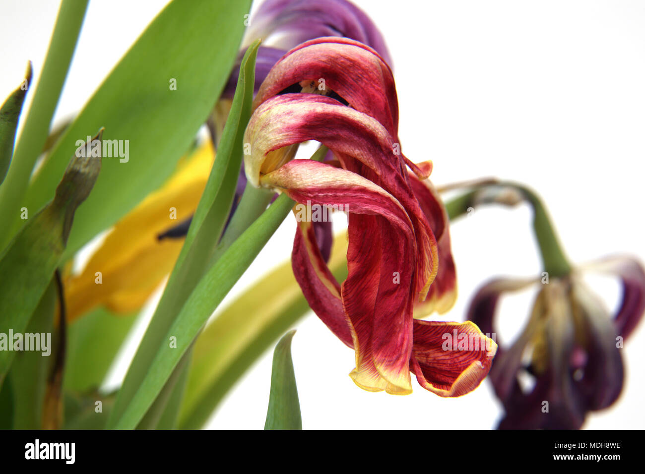 Dead Tulips Stock Photo Alamy