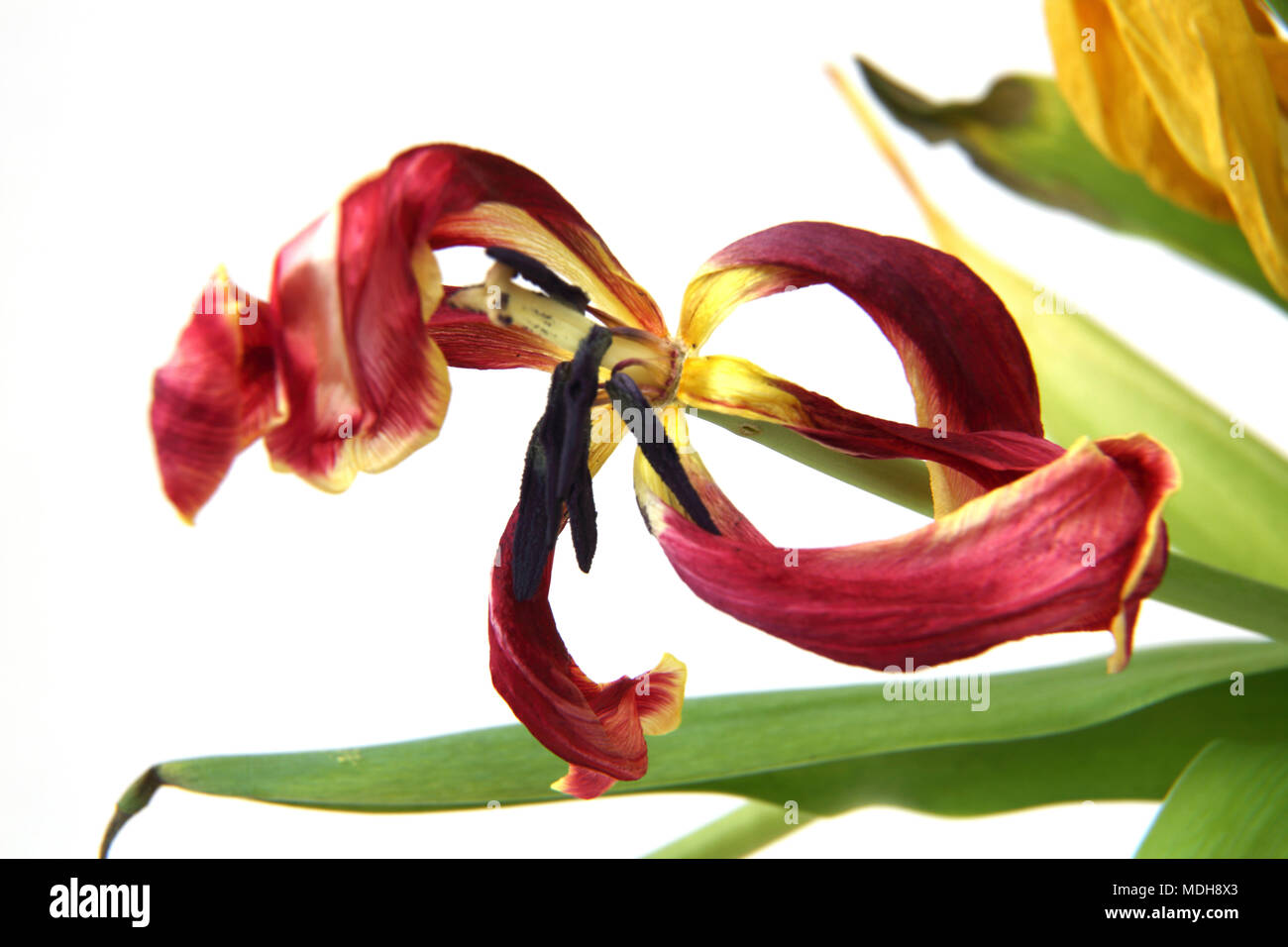 Dead Tulips Flower Stock Photos & Dead Tulips Flower Stock Images Alamy