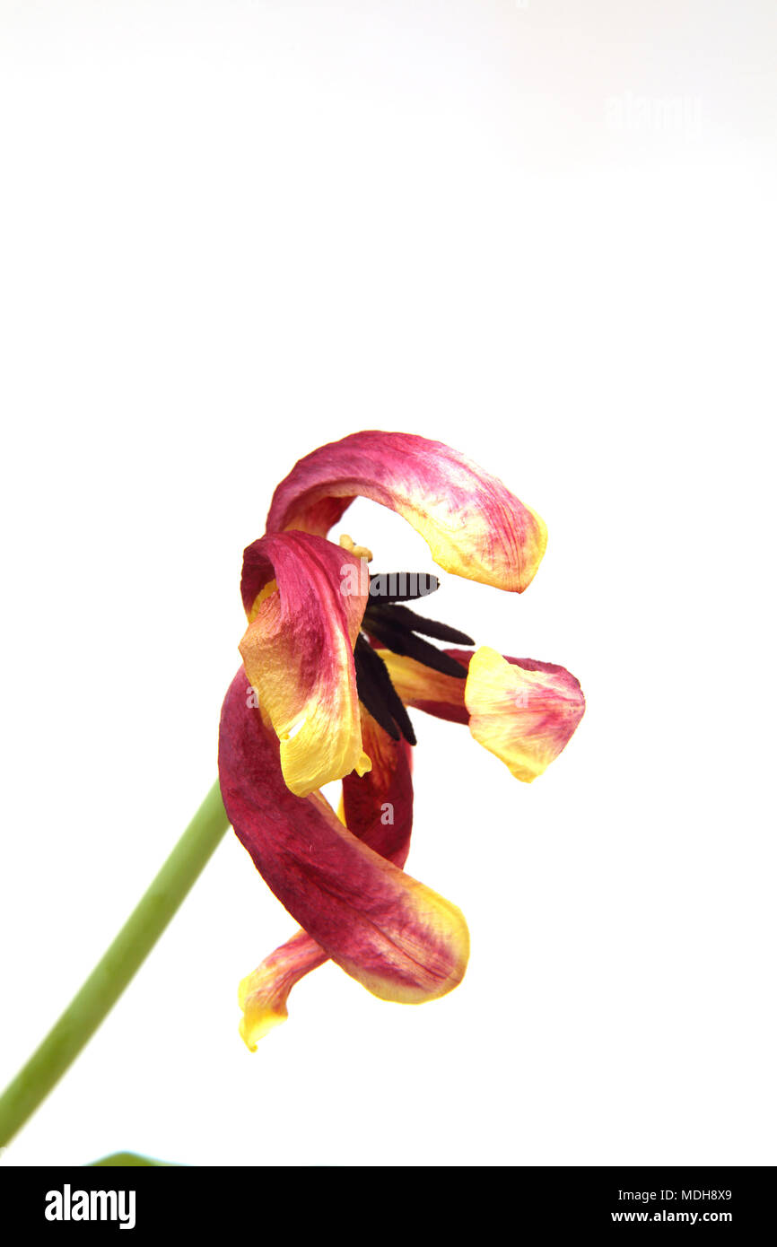 Dead tulips flower hires stock photography and images Alamy