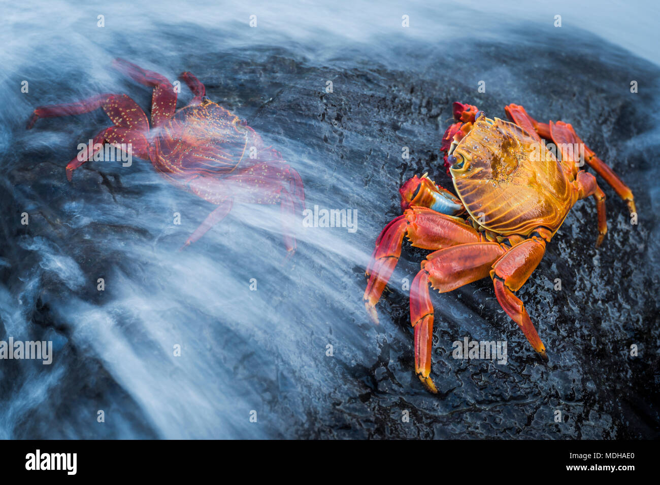 Sally orange hi-res stock photography and images - Alamy