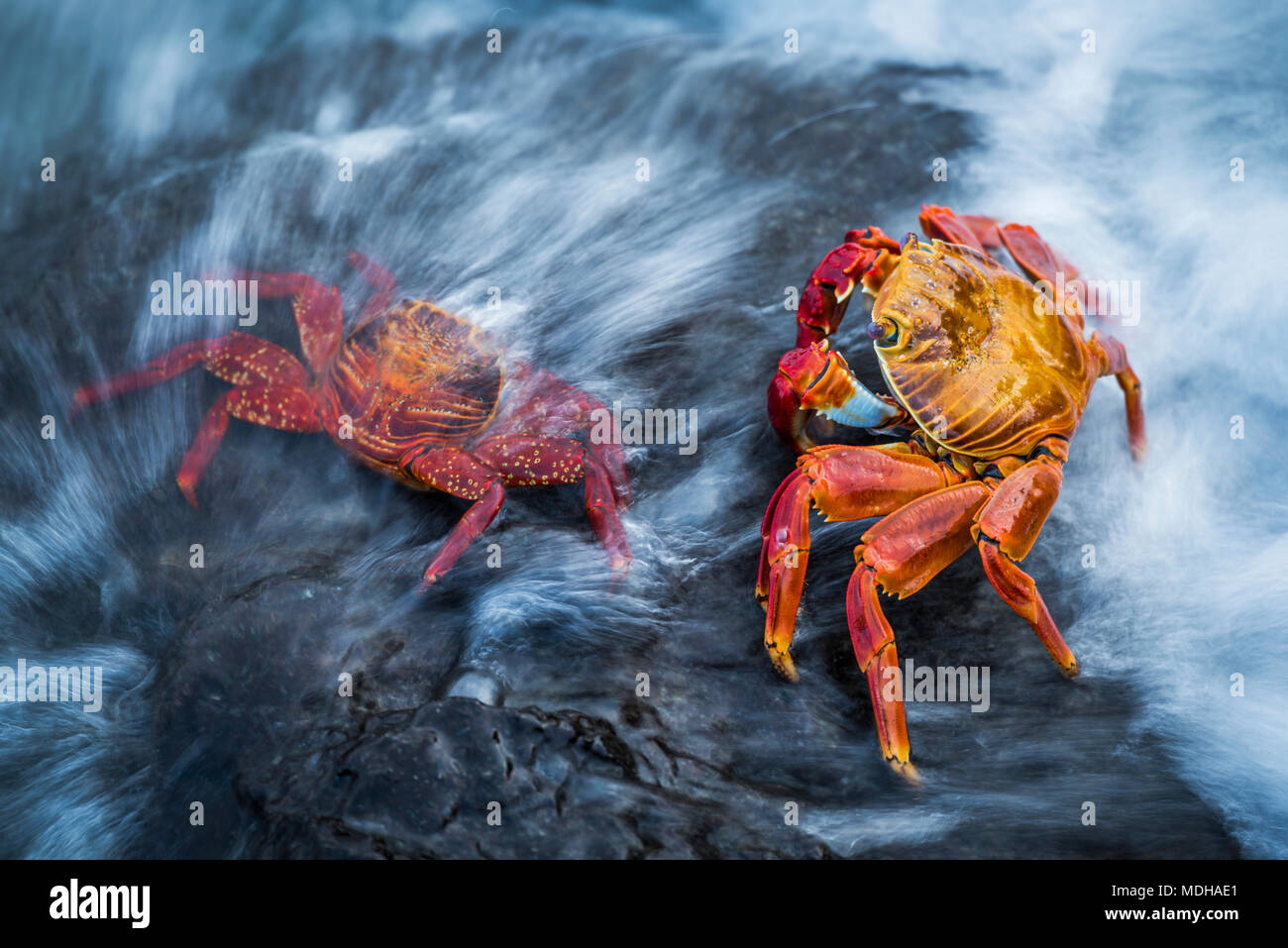 Sally orange hi-res stock photography and images - Alamy
