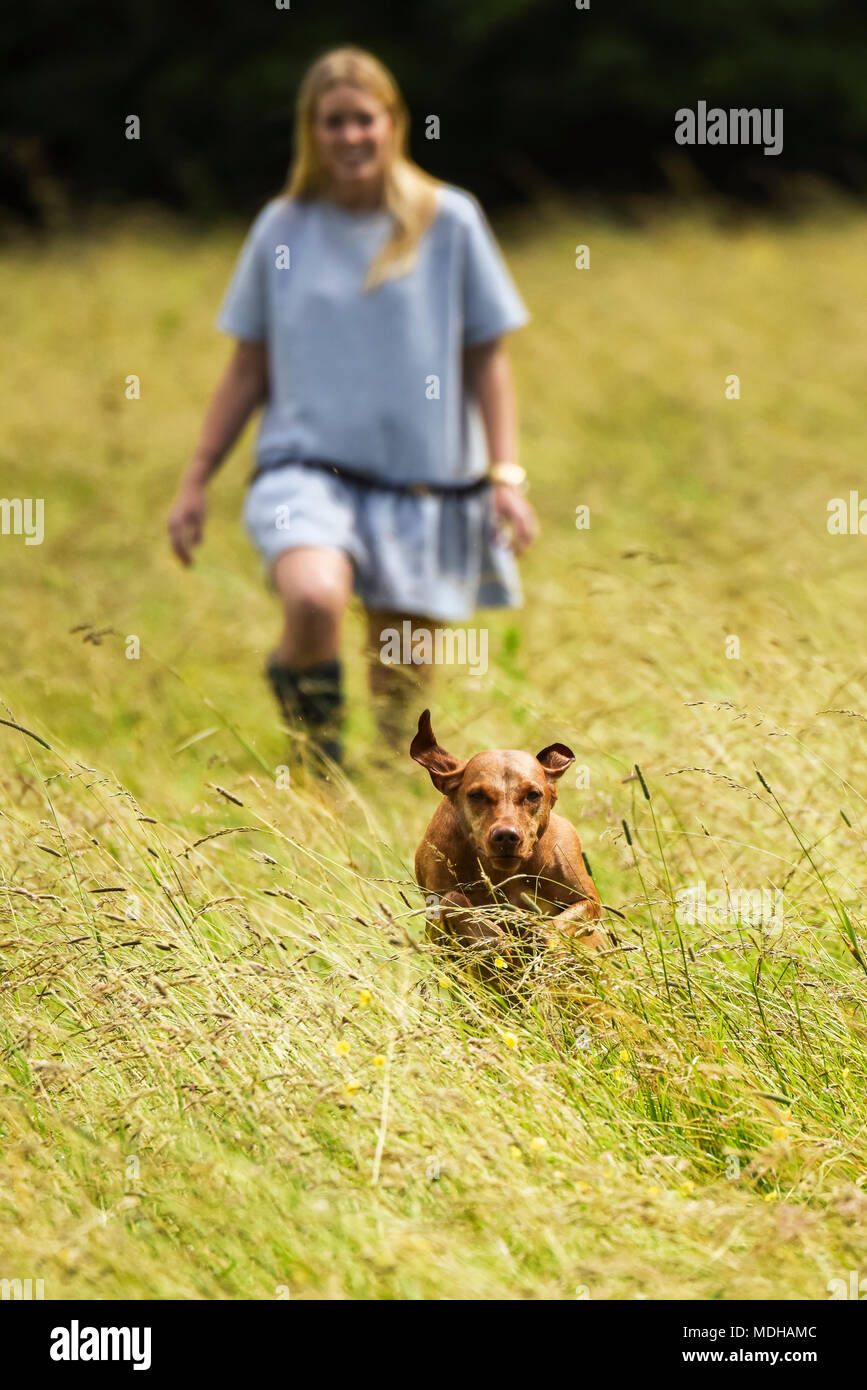 Hungarian Vizsla running from woman in field towards the camera; Reigate, Surrey, England Stock Photo