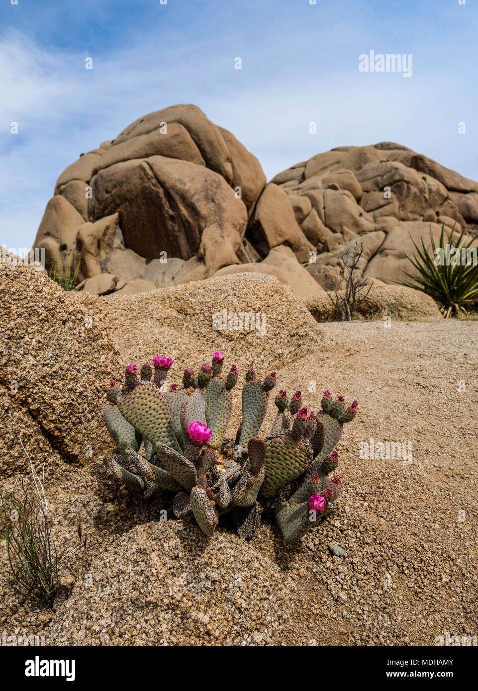 Prickly Pear Cactus (Opuntia Basilaris) in bloom in late spring, Joshua Tree National Park; California, United States of America Stock Photo