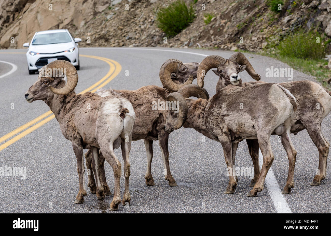 Bighorn Sheep (Ovis canadensis) blocking traffic on a road in Yellowstone National Park; Wyoming, United States of America Stock Photo