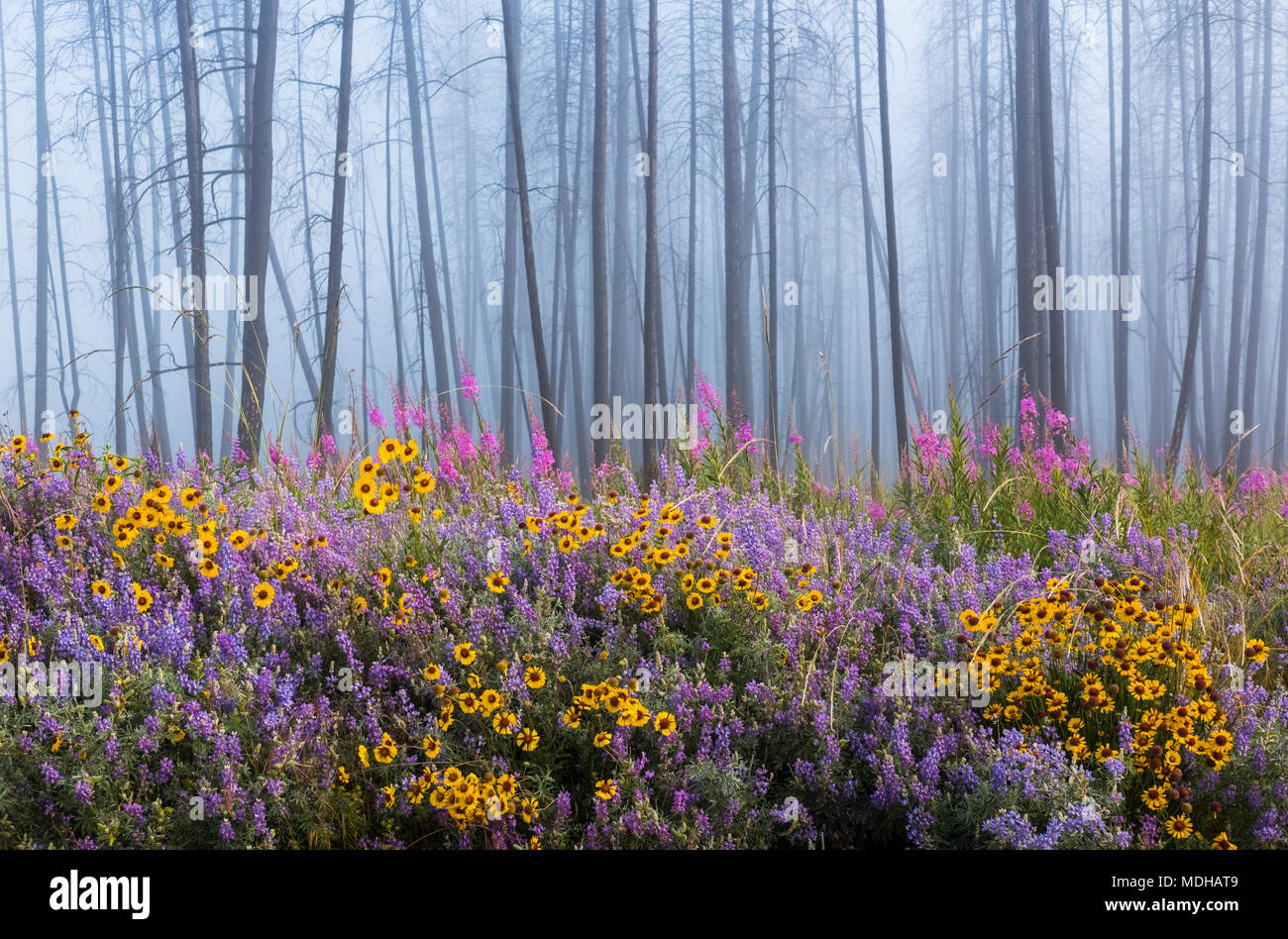 Kettle River Recreation Area bursting with wildflowers after a fire