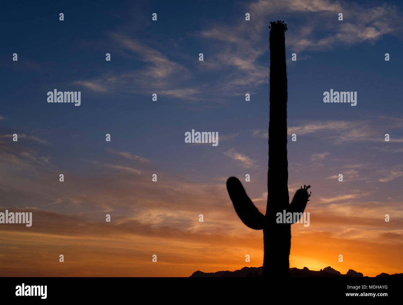 Saguaro cactus (Carnegiea gigantea) in Lost Dutchman State Park, near Apache Junction; Arizona, United States of America Stock Photo