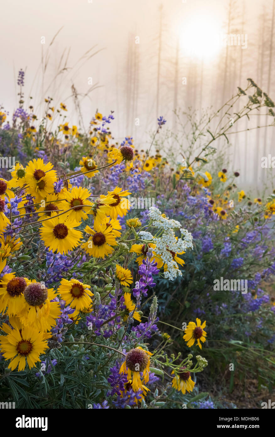Black kettle recreation area hires stock photography and images Alamy