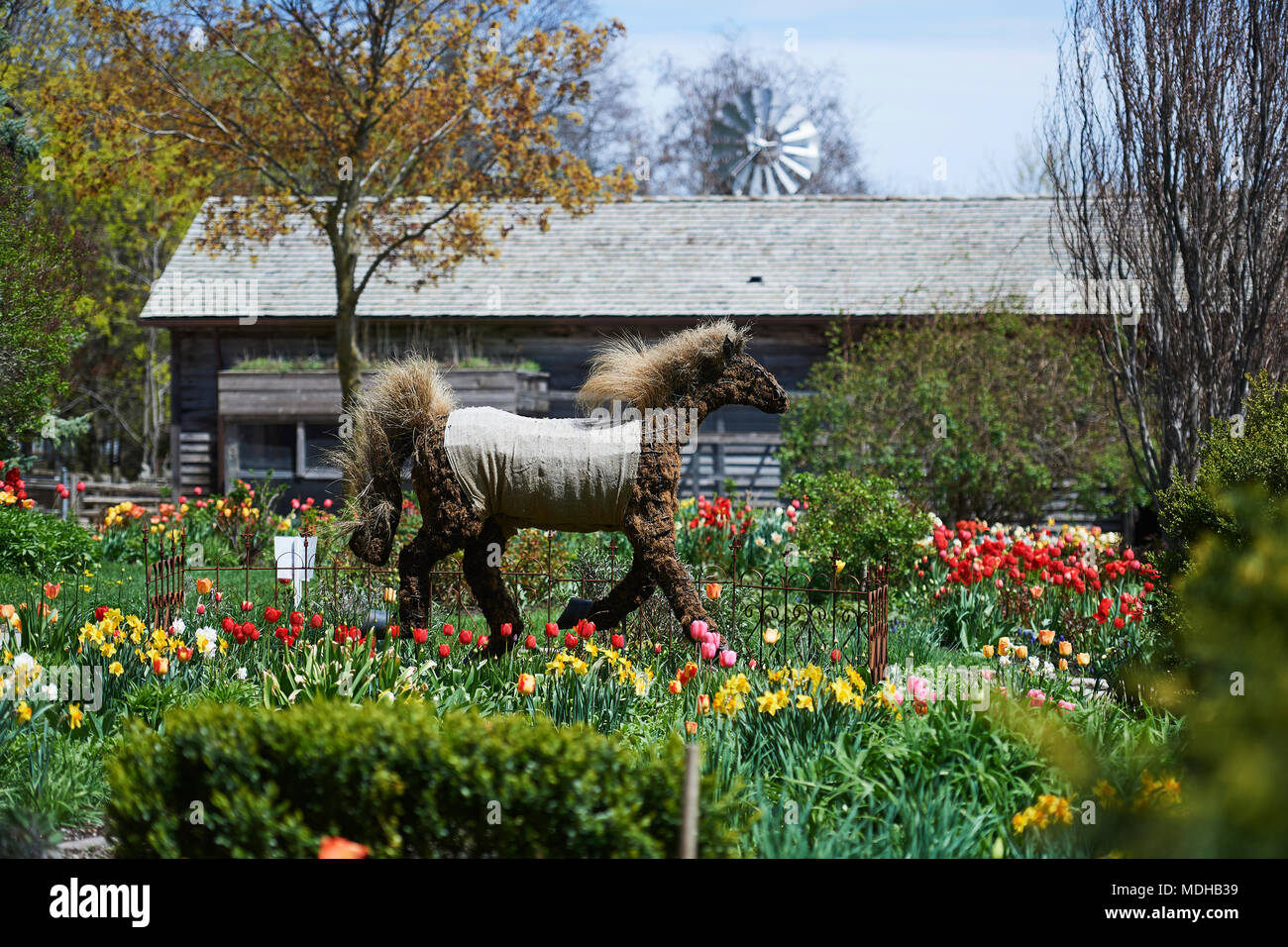 Riverdale farm horse topiary in a garden of colourful blossoms, Forsythia Festival; Cabbagetown, Ontario, Canada Stock Photo