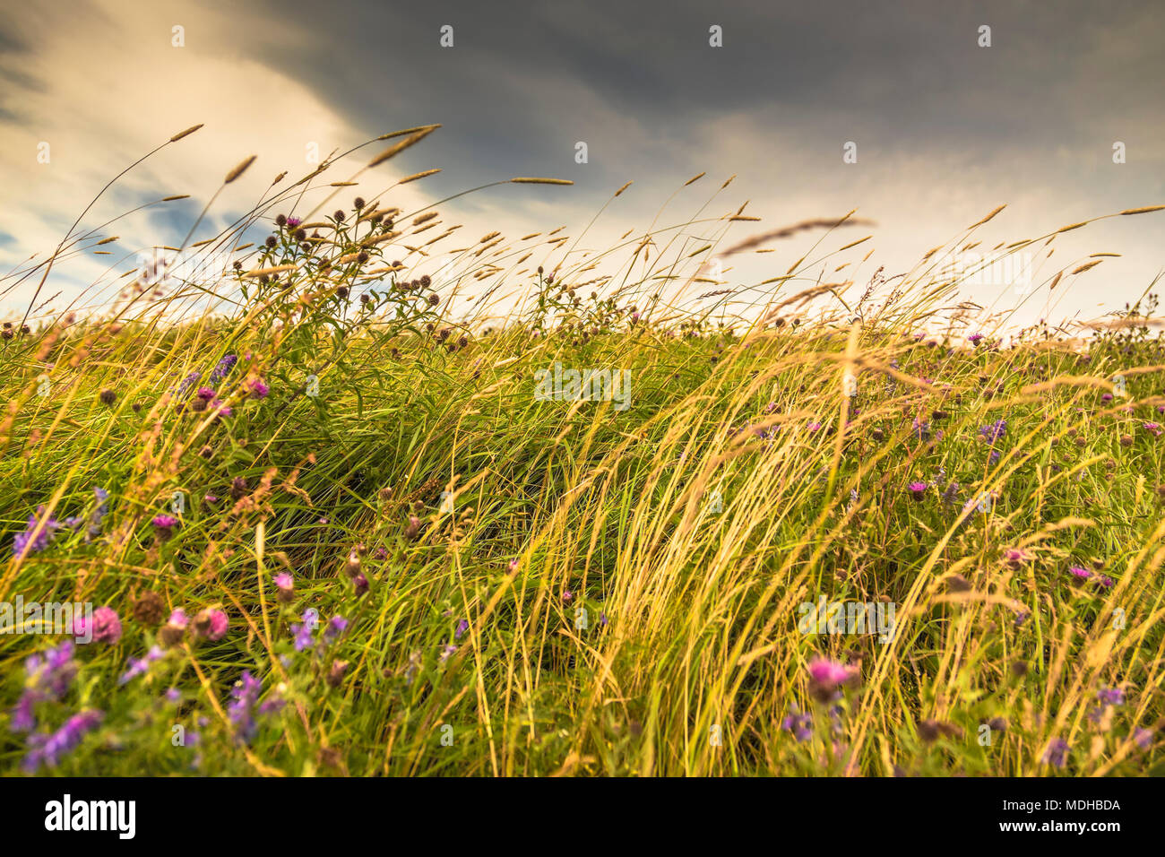 Tall grasses and wildflowers grow in a field along the Atlantic coast; Bonavista, Newfoundland, Canada Stock Photo
