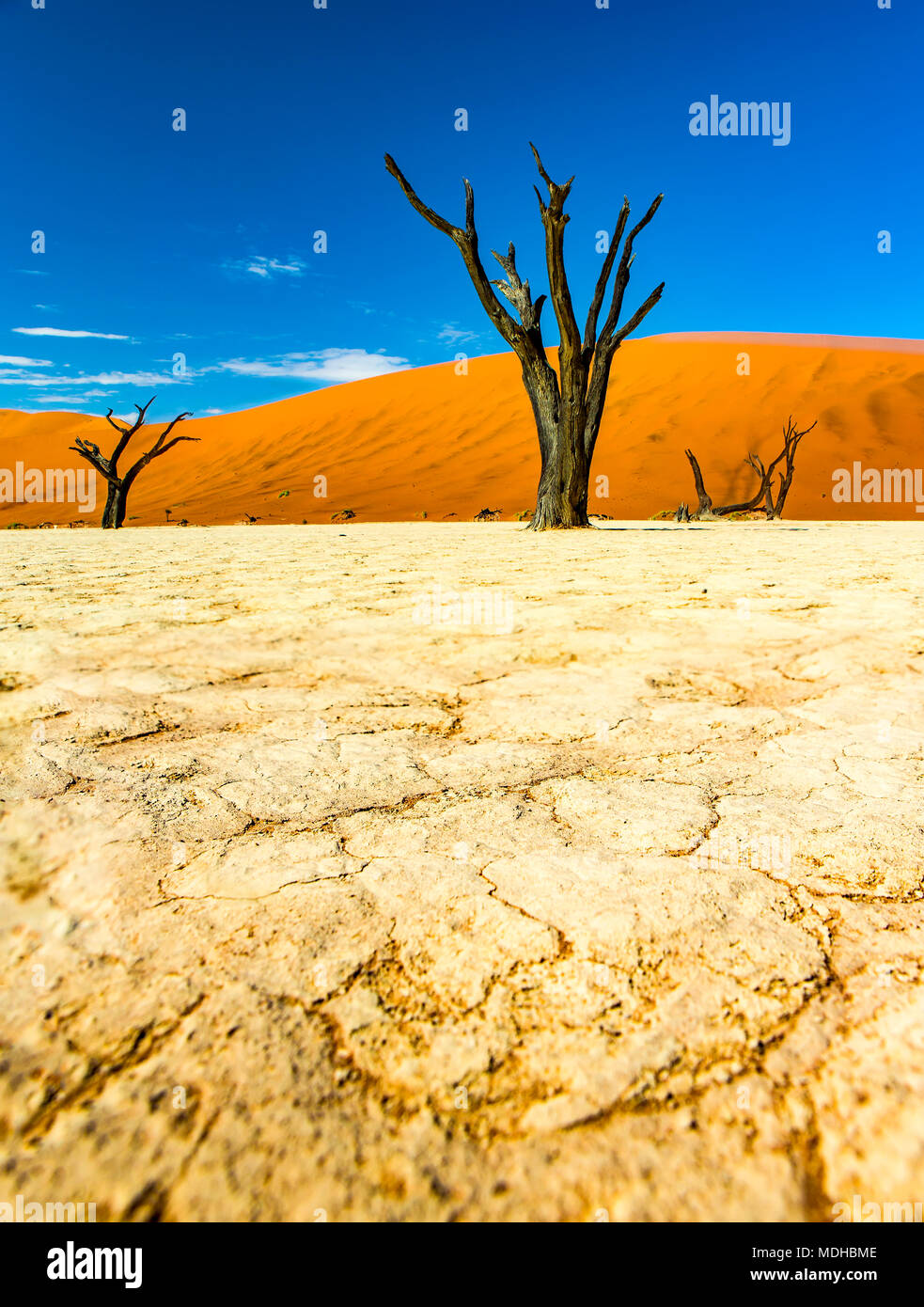 The salt pan of Deadvlei; Sossusvlei, Hardap Region, Namibia Stock Photo