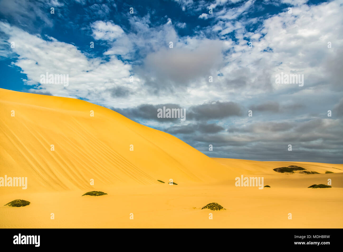 Golden sand dunes in the desert; Sossusvlei, Hardap Region, Namibia Stock Photo