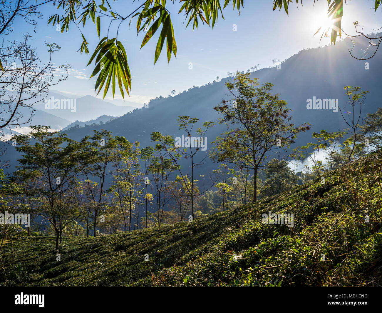 Kambal tea garden hires stock photography and images Alamy