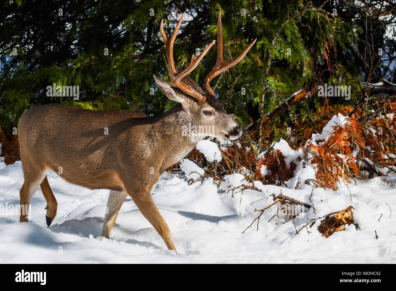 Mule deer (Odocoileus hemionus) buck with large antlers in snow, Yosemite National Park; California, United States of America Stock Photo