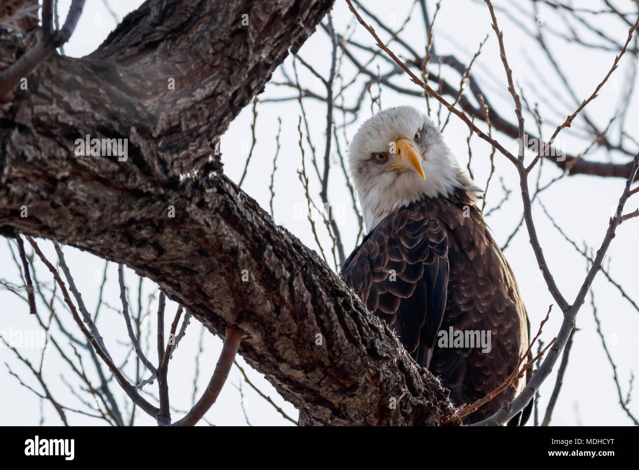 The bald eagle sitting on a branch the bald eagle hires stock