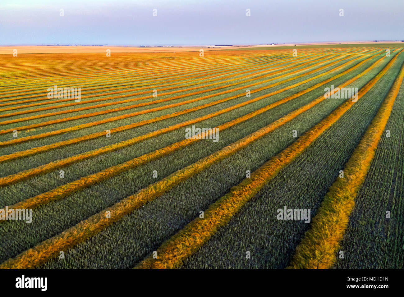 Blackie alberta hires stock photography and images Alamy