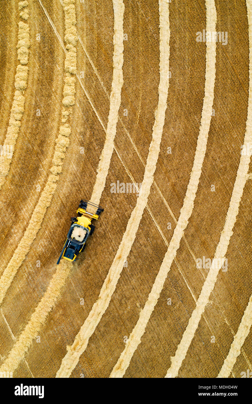 Aerial view directly above a combine collecting lines of grain; Beiseker, Alberta, Canada Stock Photo