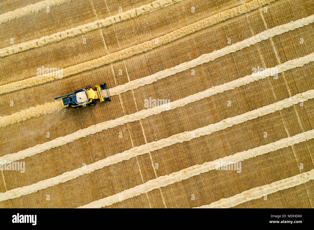 Aerial artistic view directly above a combine collecting lines of grain