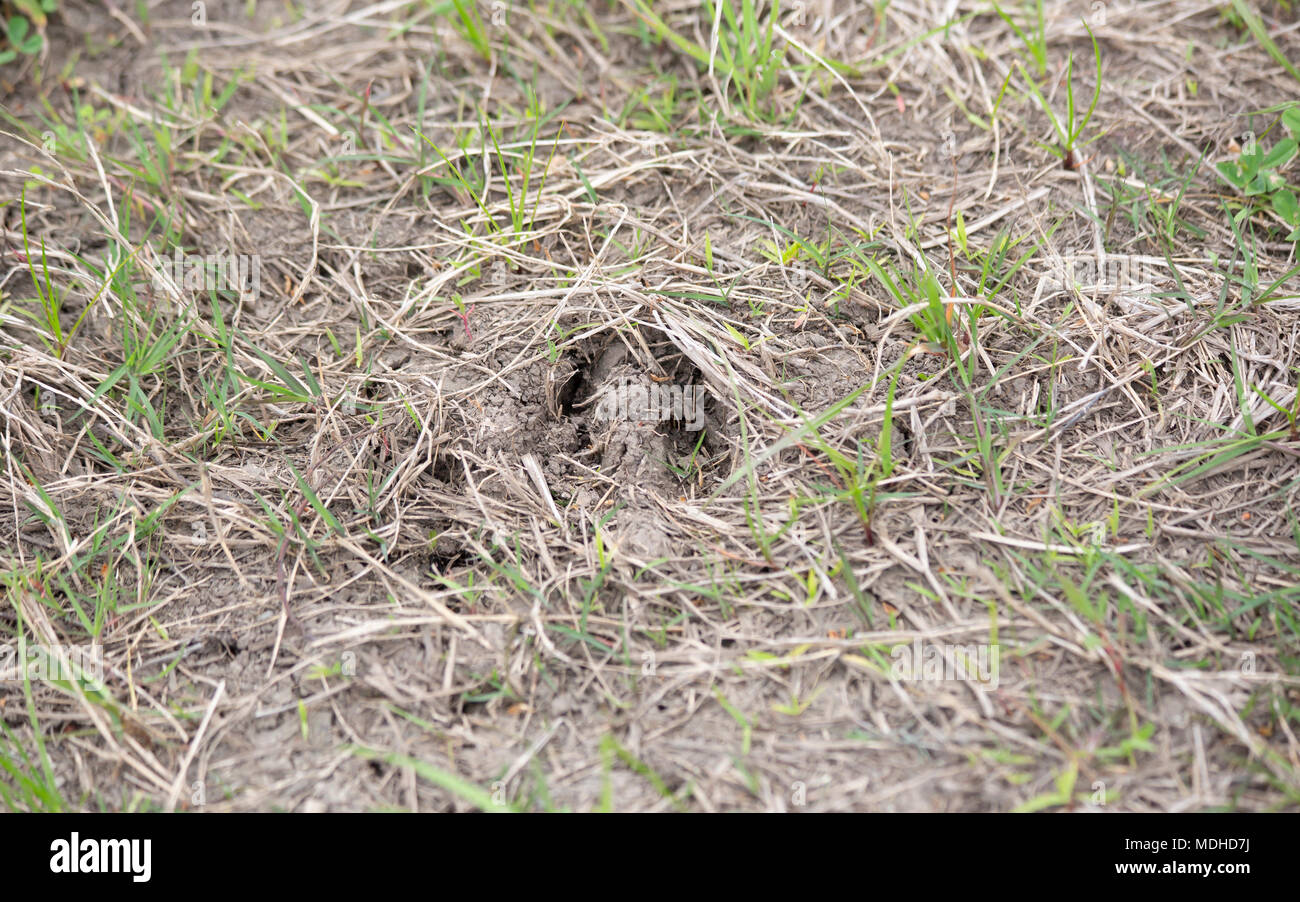 Deer track set deep in grass and mud Stock Photo - Alamy