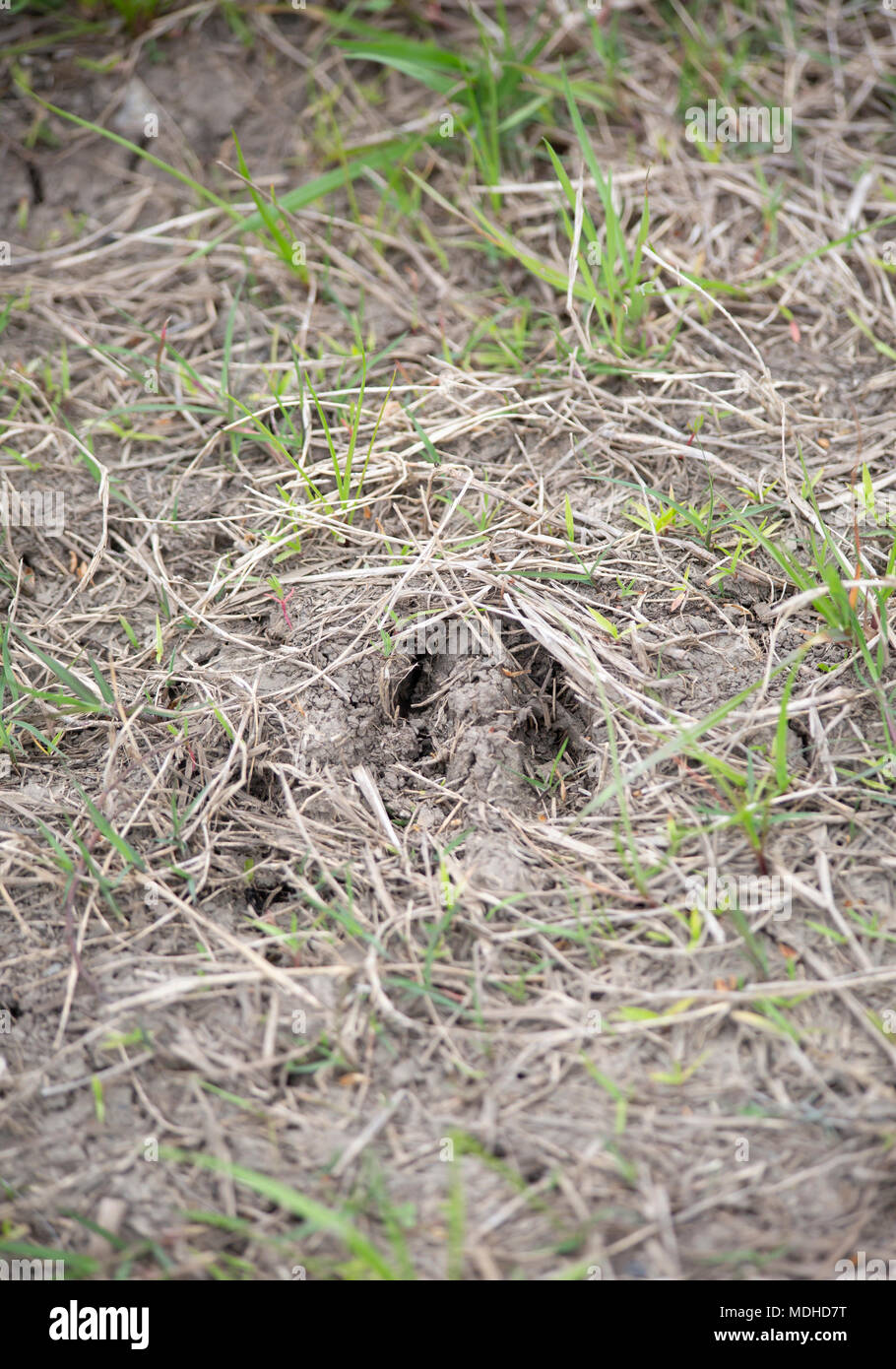 Deer track set deep in grass and mud Stock Photo - Alamy