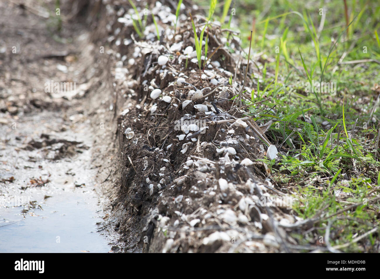 Ridge of dead, white mussels and dried mud Stock Photo - Alamy