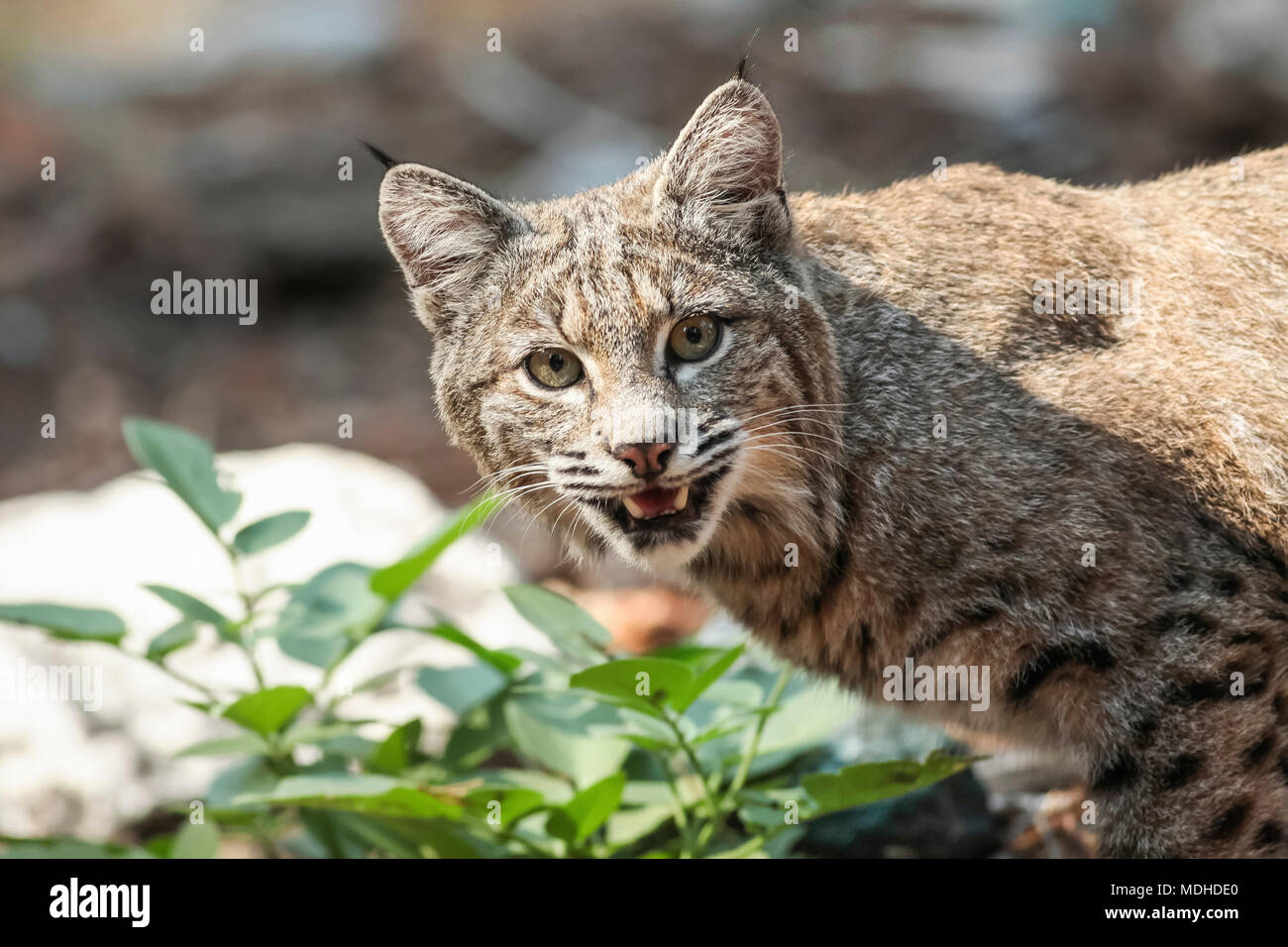 Bobcat (Lynx rufus) hunting in Yosemite National Park; California, United States of America Stock Photo