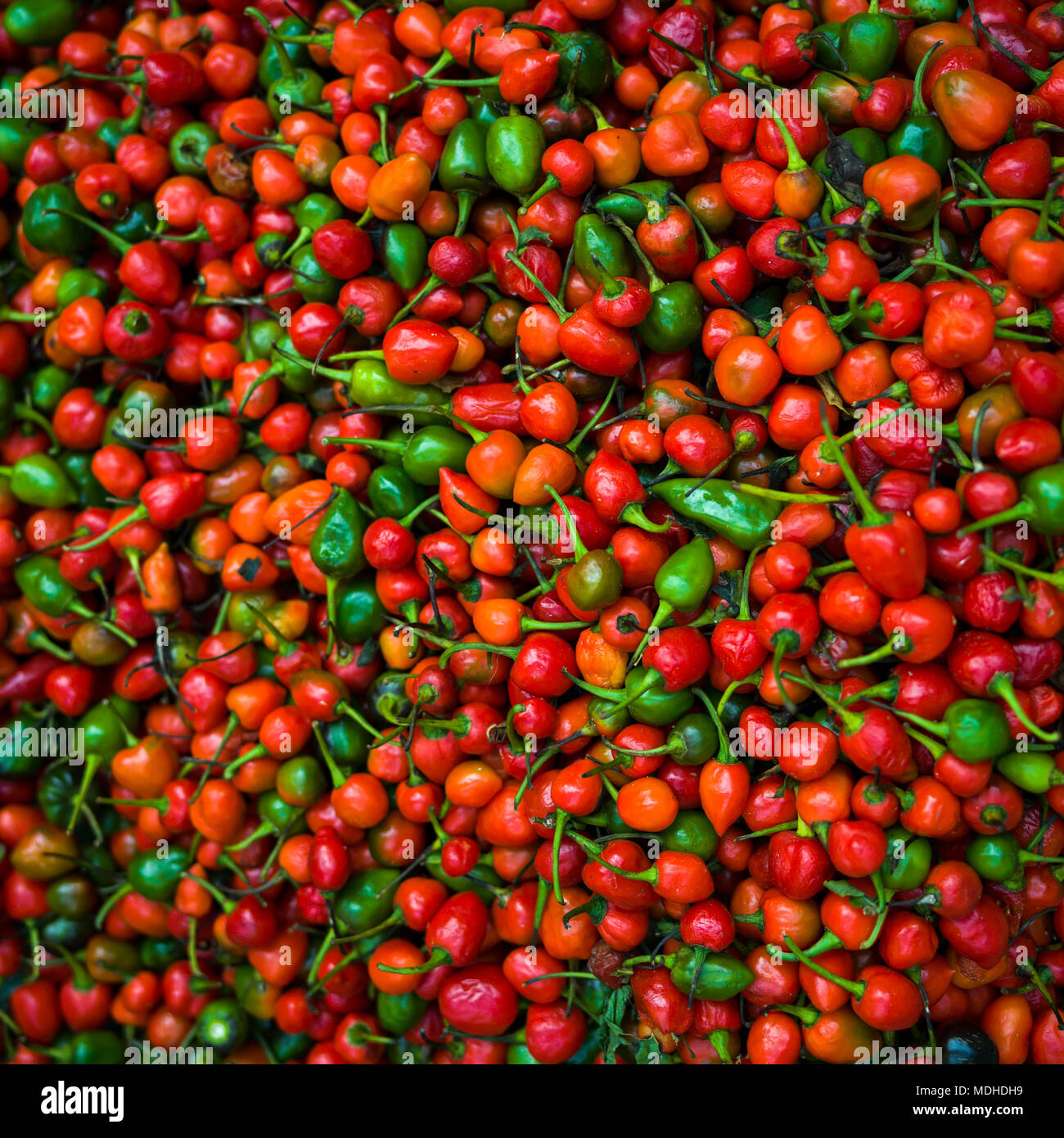 Abundance of fresh chilli peppers; Darjeeling, West Bengal, India Stock Photo