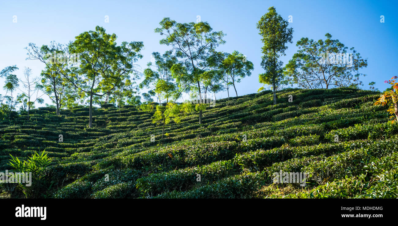 Glenburn tea estate; Darjeeling, West Bengal, India Stock Photo