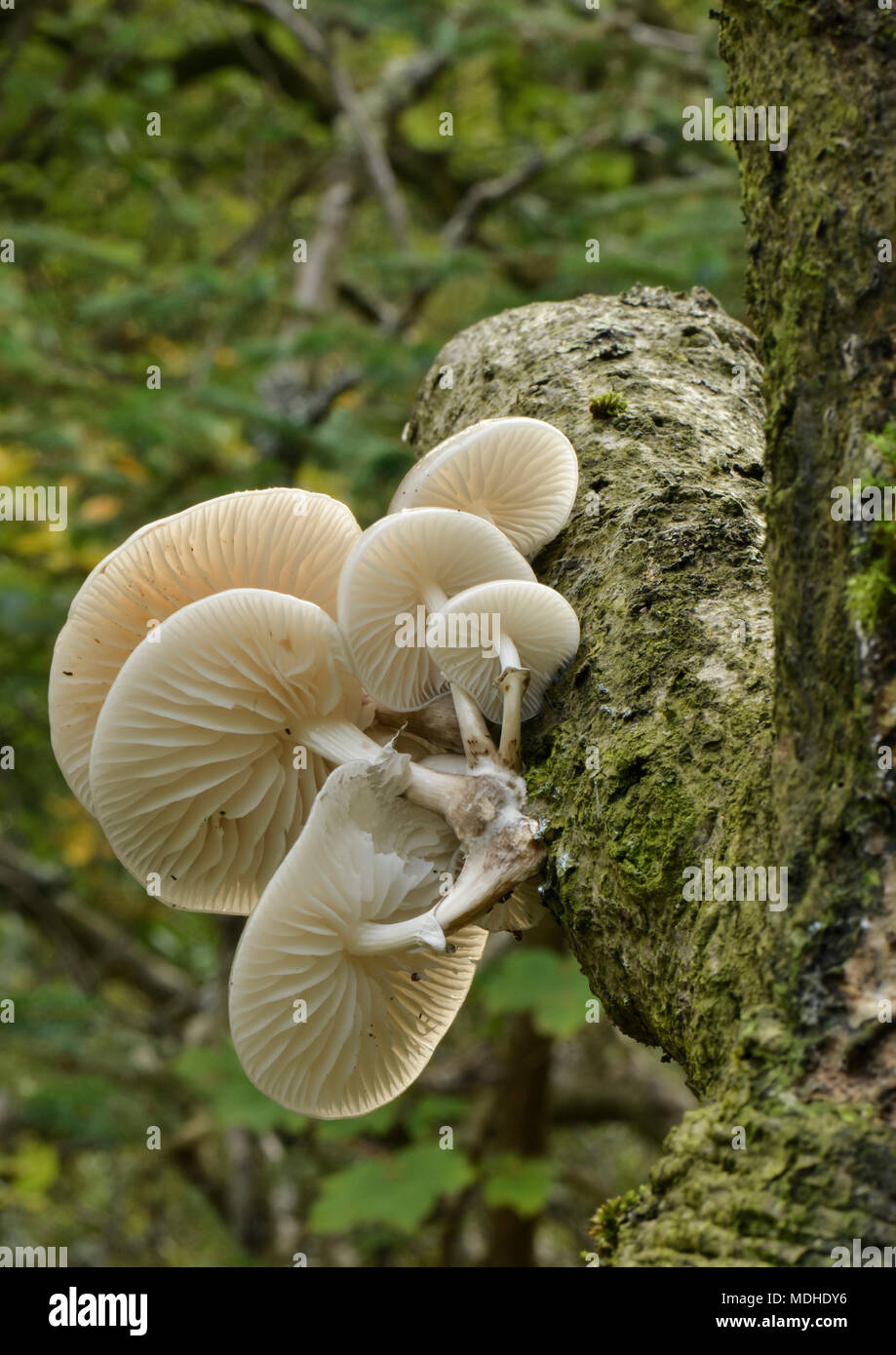 Porcelain Mushrooms (Oudemansiella mucida) growing out from the bark of a tree; Scottish Borders, Scotland Stock Photo