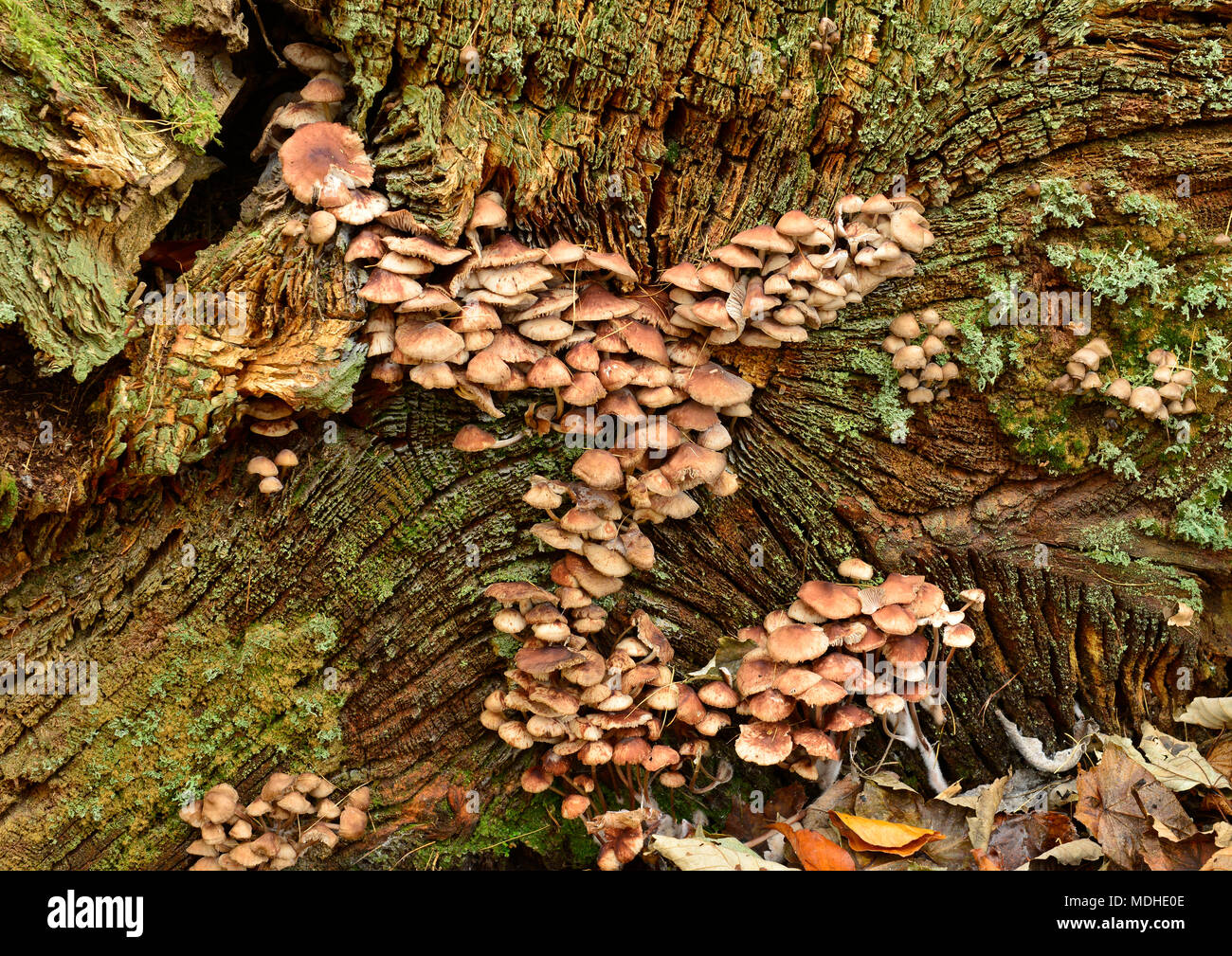 Fungus on the end of a tree stump, Bolam Lake; Belsay, Northumberland, England Stock Photo