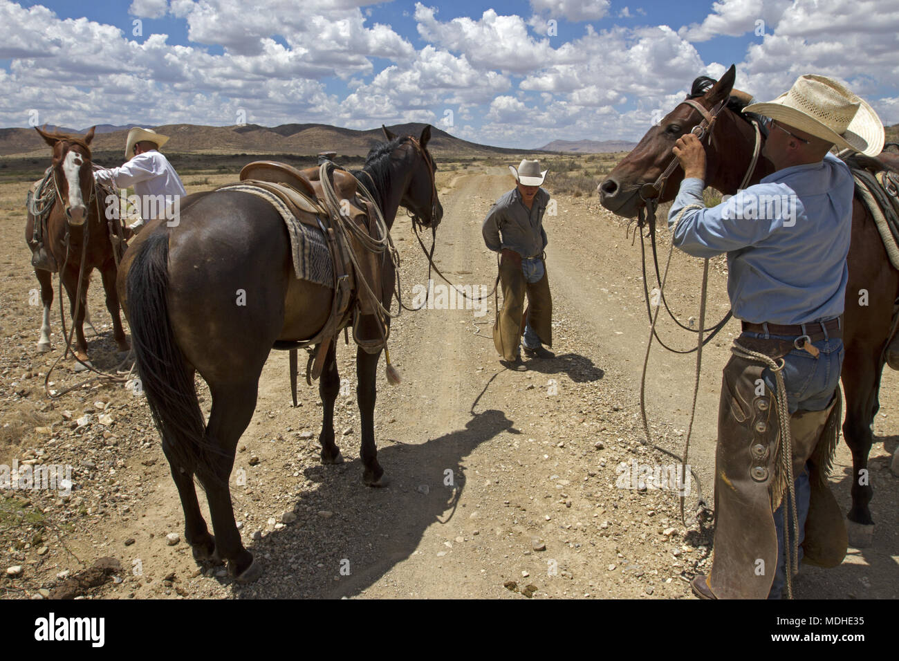 Cowboys getting ready for a roundup day on a West Texas ranch Stock