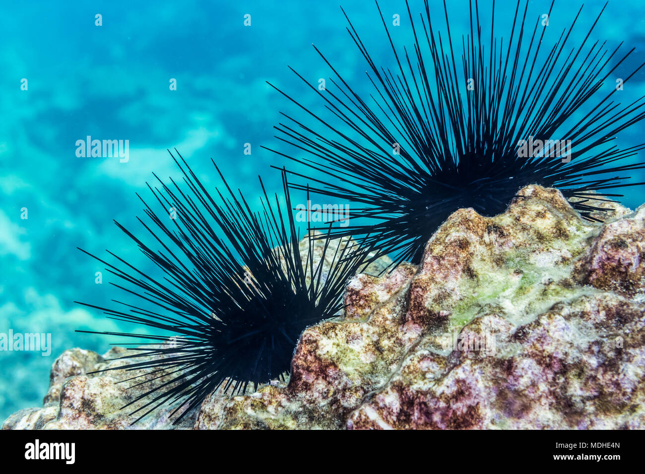 This pair of venomous long-spined urchins (Diadema paucispinum) perched on a reef was photographed while scuba diving along the Kona Coast Stock Photo