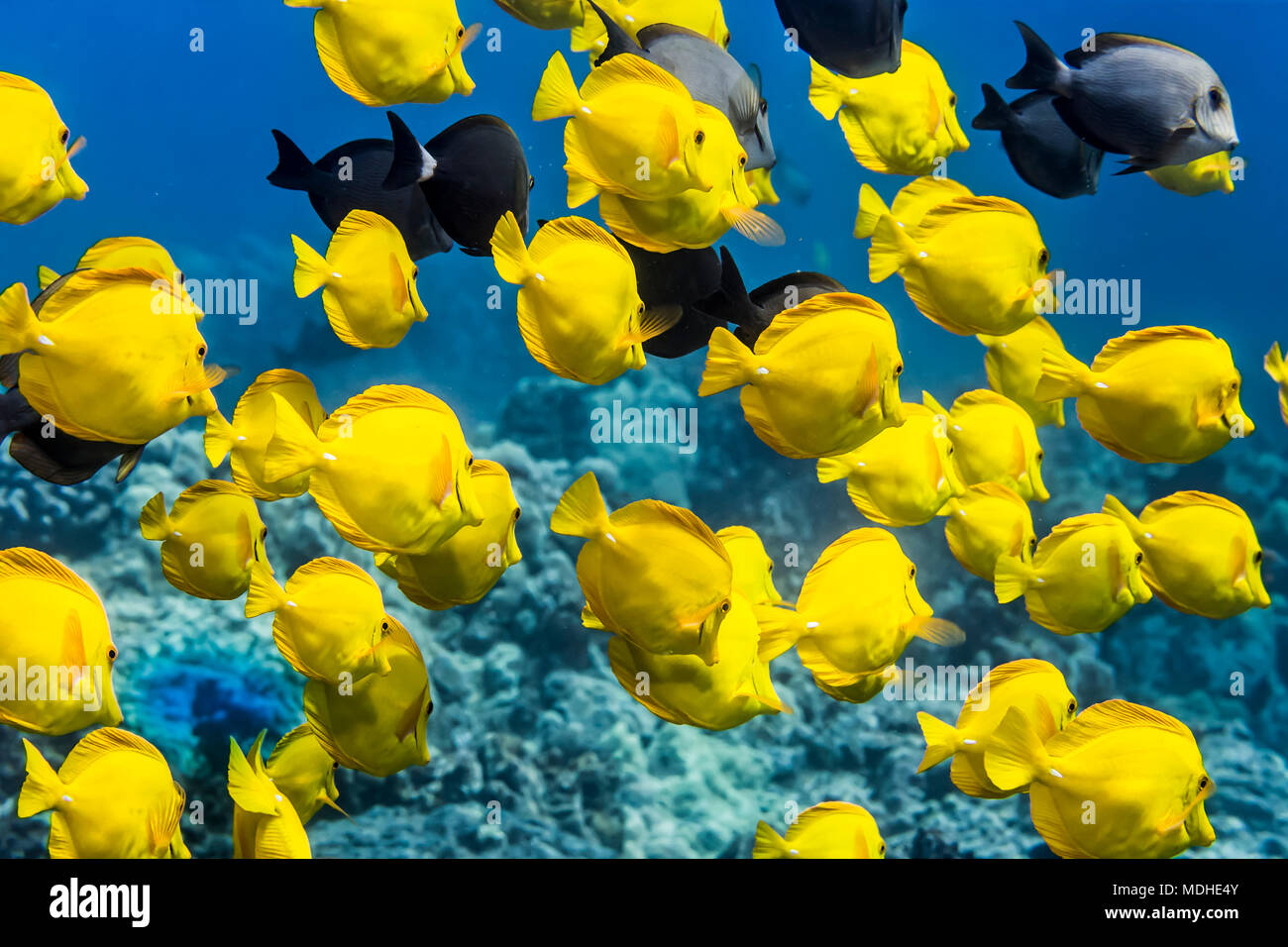 Yellow Tang (Zebrasoma flavescens) with a few Brown Surgeonfish (Acanthurus nigrofuscus) and Ringtail Surgeonfish (Acanthurus blochii)  schooling o... Stock Photo