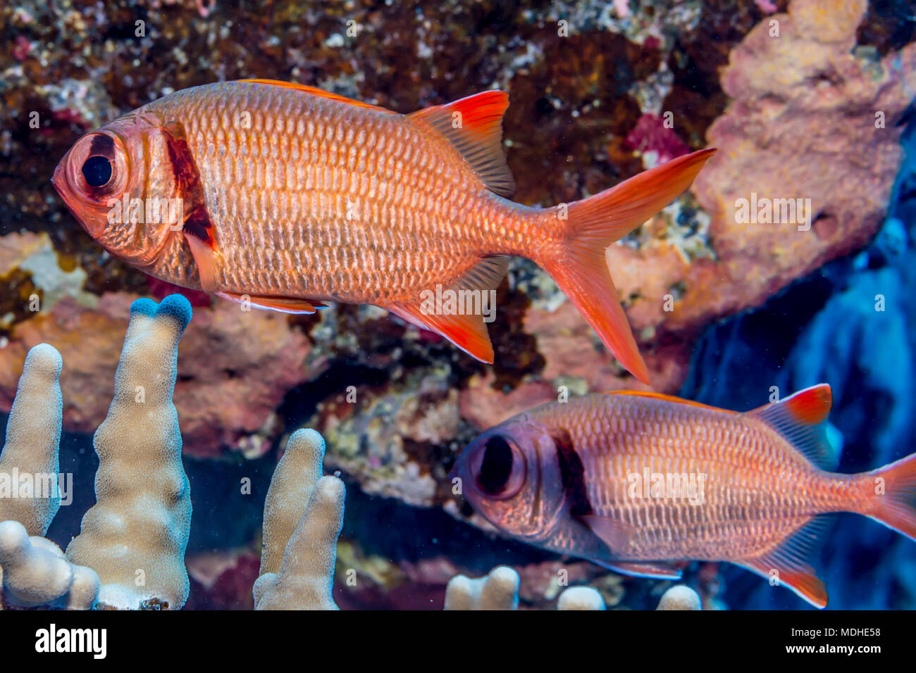 Epaulette Soldierfish (Myripristis kuntee) photographed while scuba diving along the Kona Coast; Island of Hawaii, Hawaii, United States of America Stock Photo