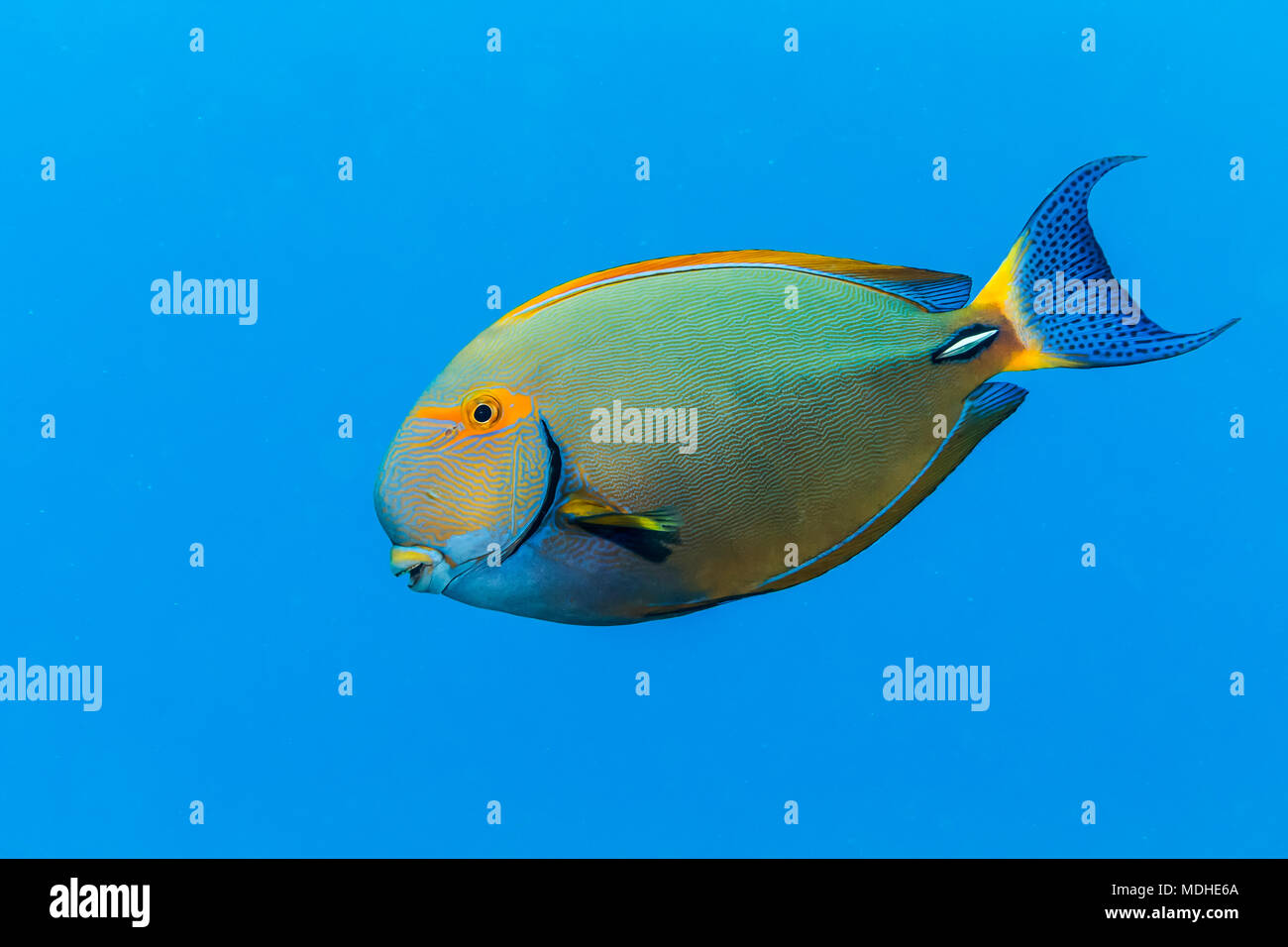 An Eyestripe Surgeonfish (Acanthurus dussumieri) swims by in the bright blue Pacific Ocean water off the Kona coast Stock Photo