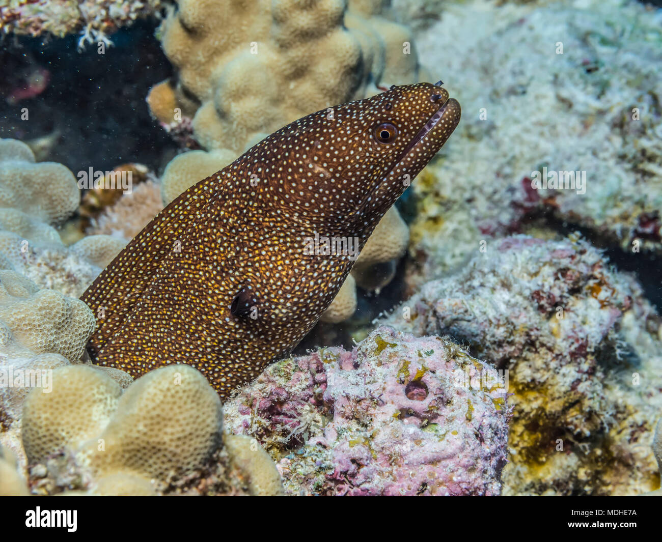 A Whitemouth Moray Eel (Gymnothorax meleagris) emerges from its coral
